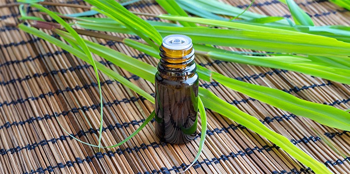 Capim limao oleo essencial aromaterapia cheiro aroma